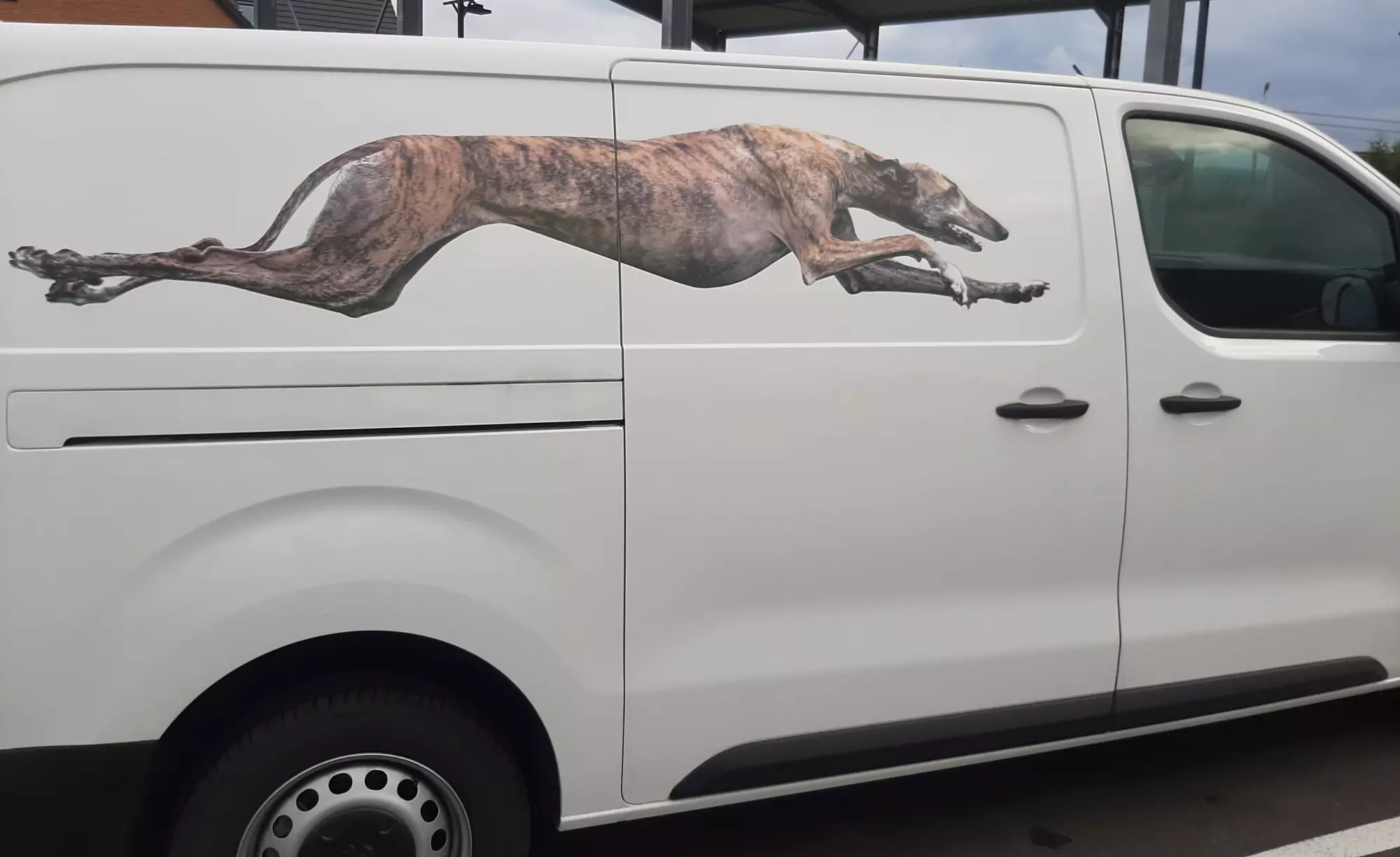 Lettrage Véhicule Lévrier vue profil