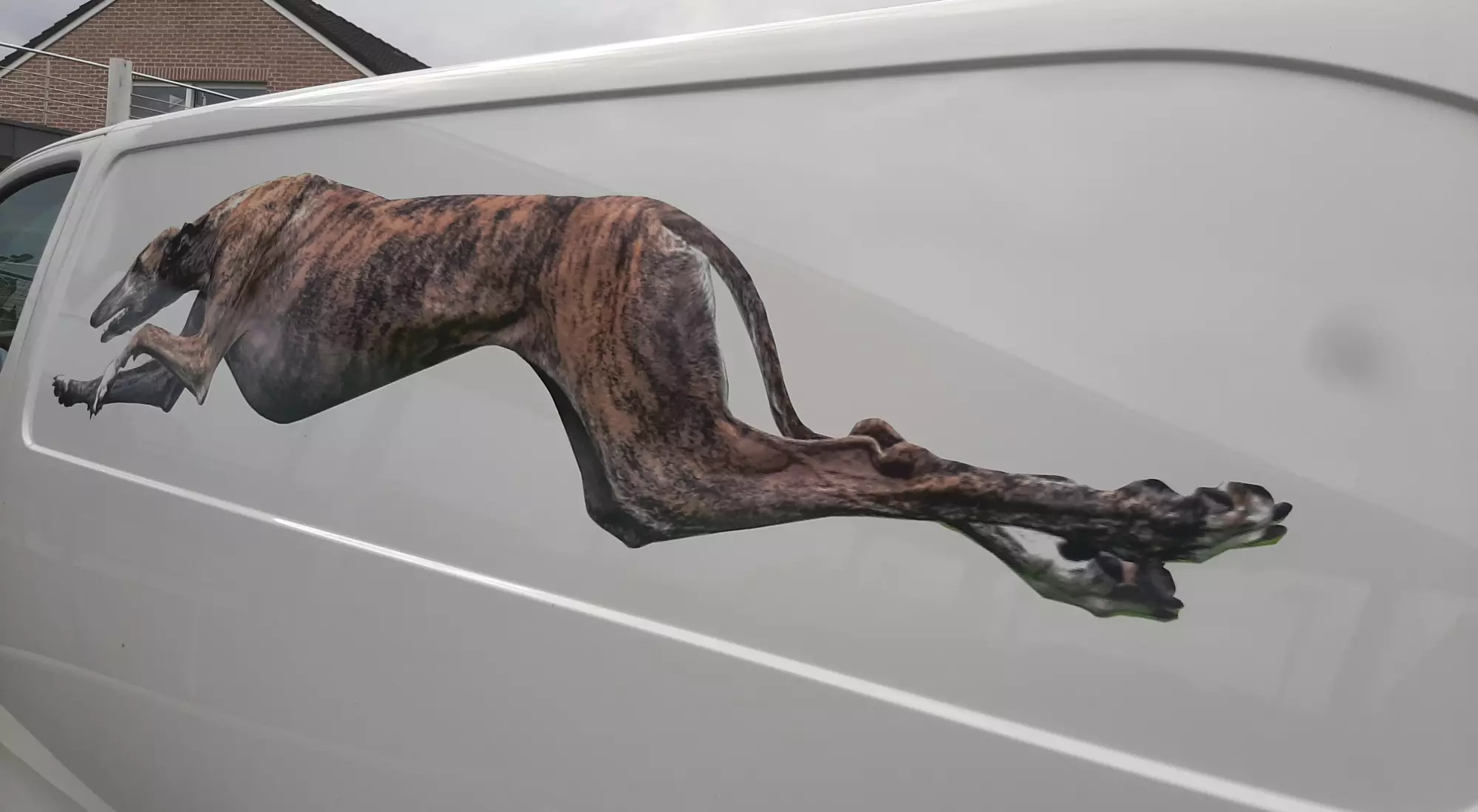 Lettrage Véhicule Lévrier vue arrière